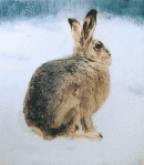 Hare in Snow